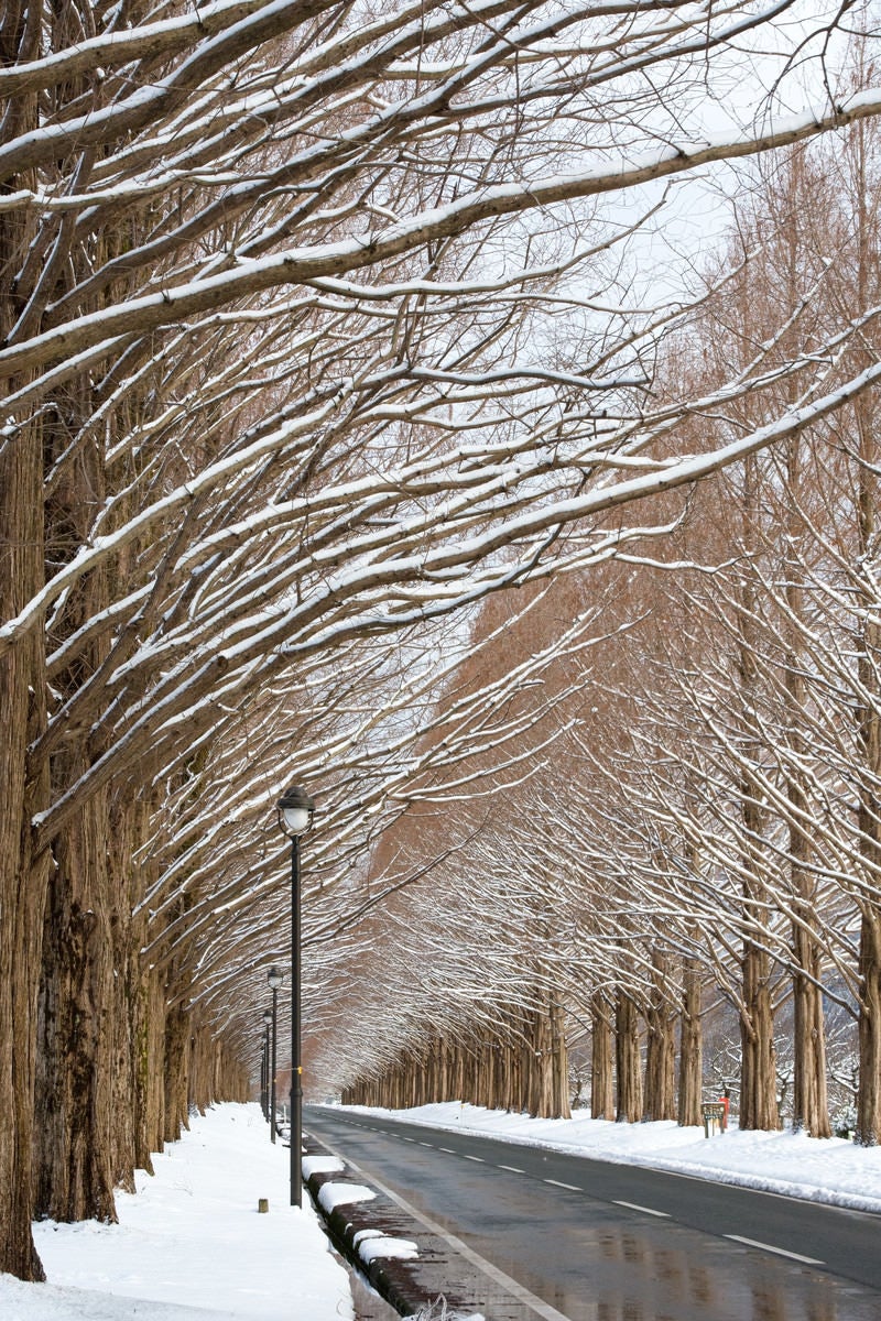 「雪のメタセコイア並木（滋賀県高島市マキノ町）」の写真