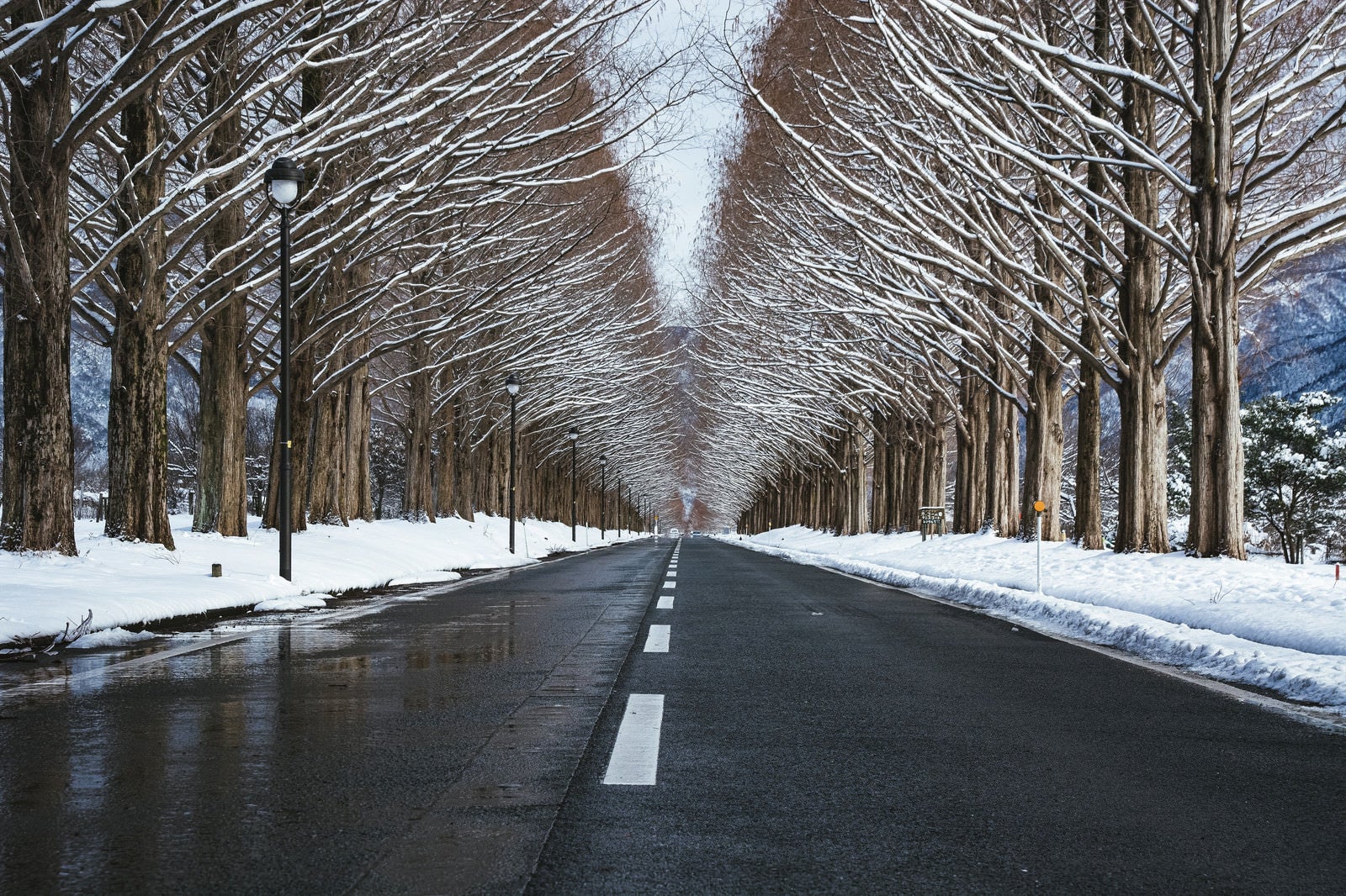 「雪解けに濡れた路面とメタセコイア（滋賀県高島市マキノ町）」の写真
