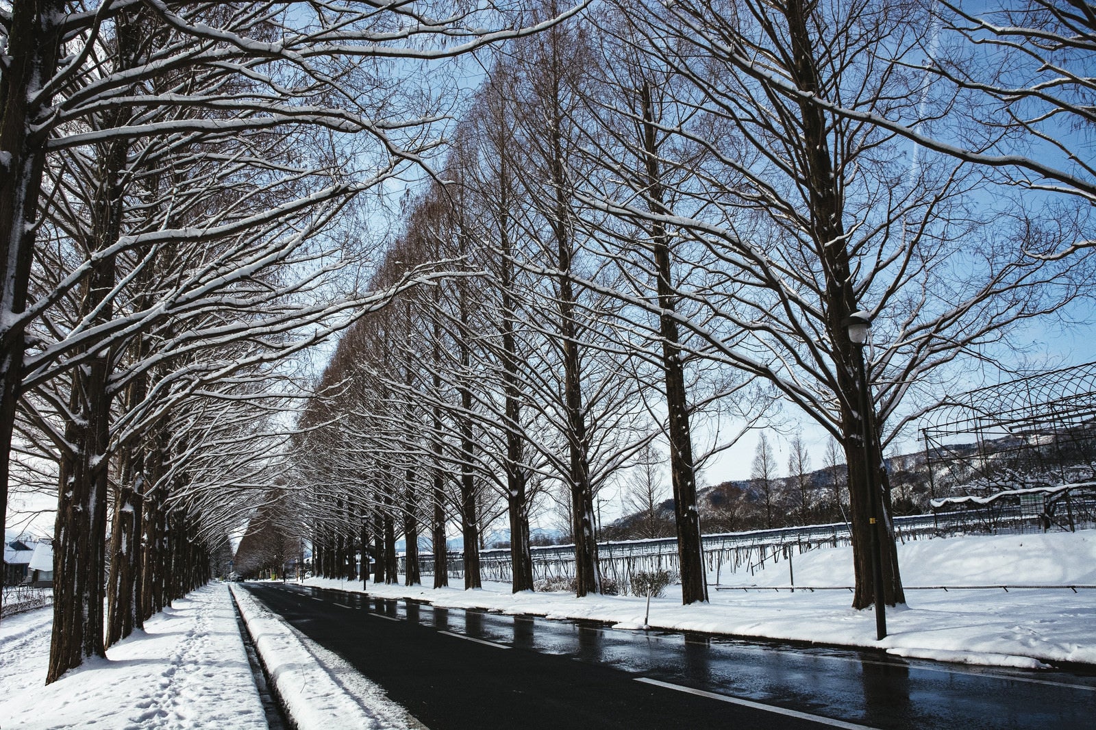 「冬のメタセコイアと歩道の足跡（滋賀県高島市マキノ町）」の写真
