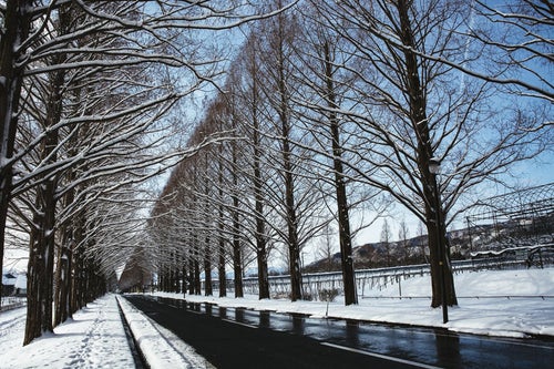 冬のメタセコイアと歩道の足跡（滋賀県高島市マキノ町）の写真