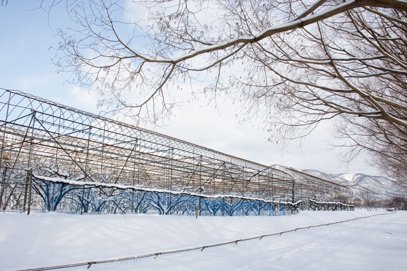 「メタセコイア並木沿いの積雪のパイプハウス（マキノ高原）」の写真