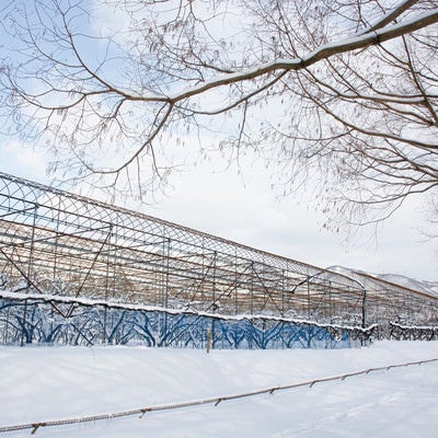 メタセコイア並木沿いの積雪のパイプハウス（マキノ高原）の写真