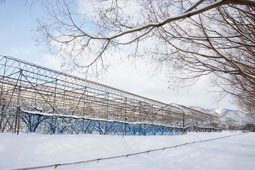 メタセコイア並木沿いの積雪のパイプハウス（マキノ高原）の写真