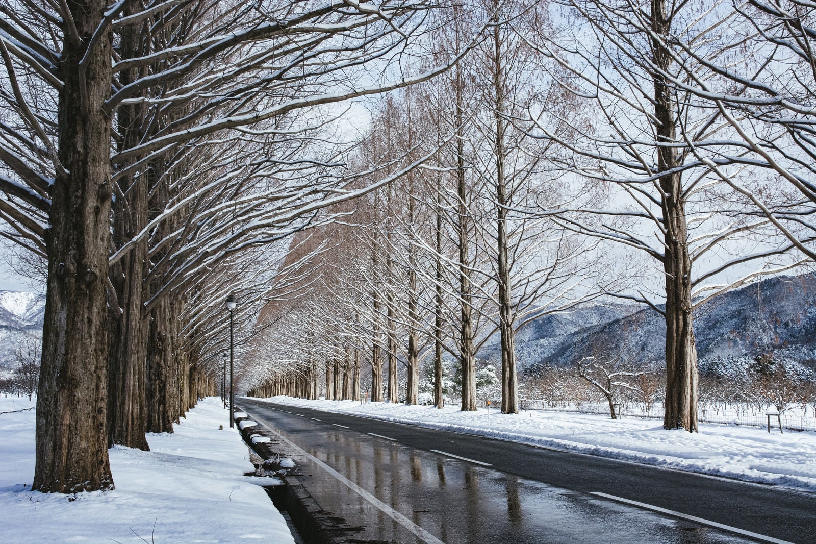 「雪解けの車道に映るメタセコイア（滋賀県高島市マキノ町）」の写真