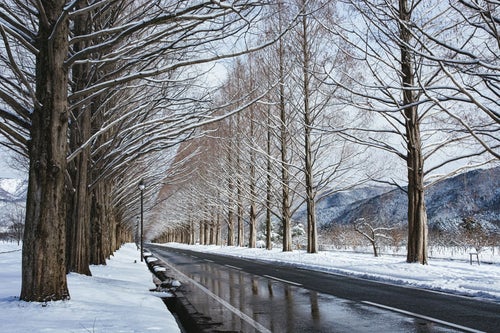 雪解けの車道に映るメタセコイア（滋賀県高島市マキノ町）の写真