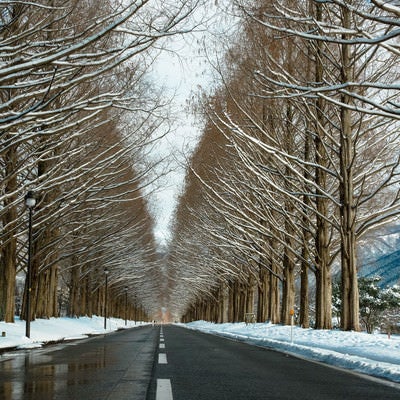 雪を纏うメタセコイア並木の写真