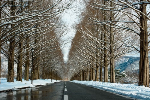 雪を纏うメタセコイア並木の写真