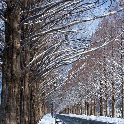積雪の歩道に伸びるメタセコイアの影（滋賀県高島市マキノ町）の写真