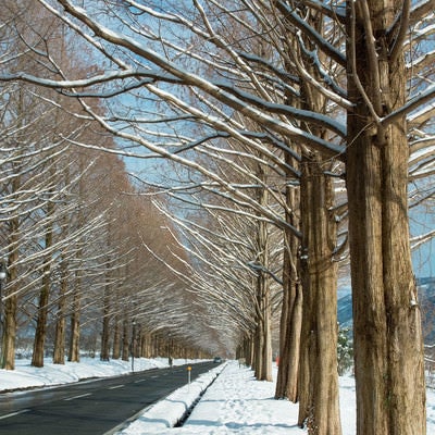 冬のメタセコイア並木と歩道に残る足跡（滋賀県高島市マキノ町）の写真