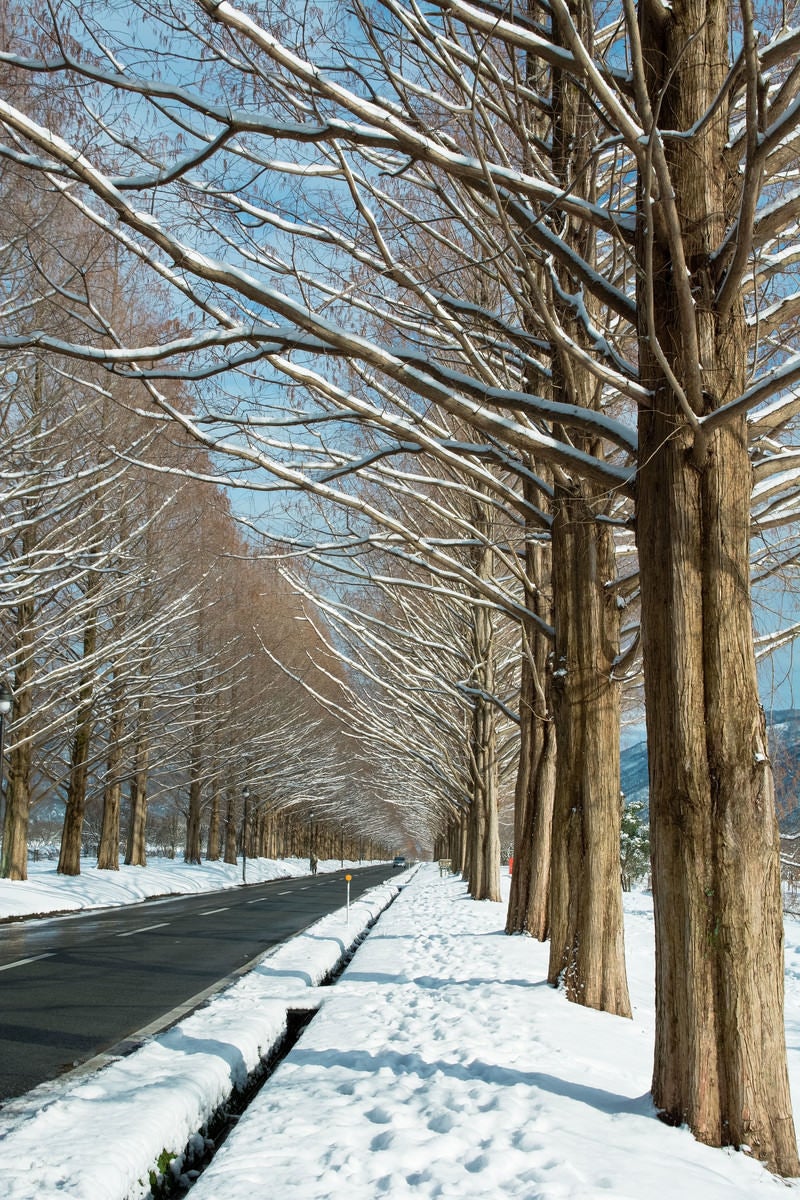 「冬のメタセコイア並木と歩道に残る足跡（滋賀県高島市マキノ町）」の写真