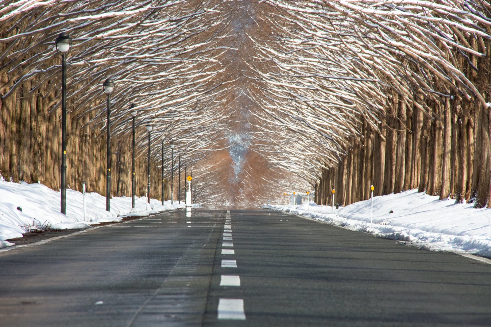 「車道を覆うメタセコイア並木（滋賀県高島市マキノ町）」の写真