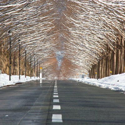 車道を覆うメタセコイア並木（滋賀県高島市マキノ町）の写真