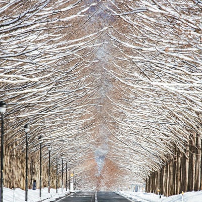 雪を纏うメタセコイア並木と車道（滋賀県高島市マキノ町）の写真
