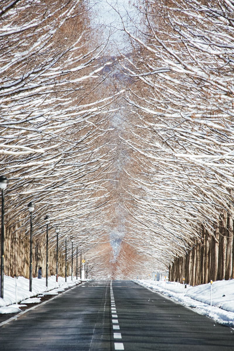 「雪を纏うメタセコイア並木と車道（滋賀県高島市マキノ町）」の写真