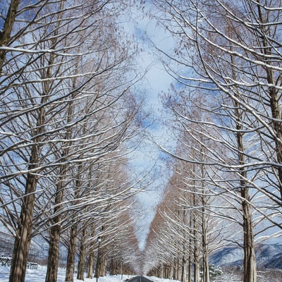 青空に聳え立つ雪化粧のメタセコイア並木（マキノ高原）の写真