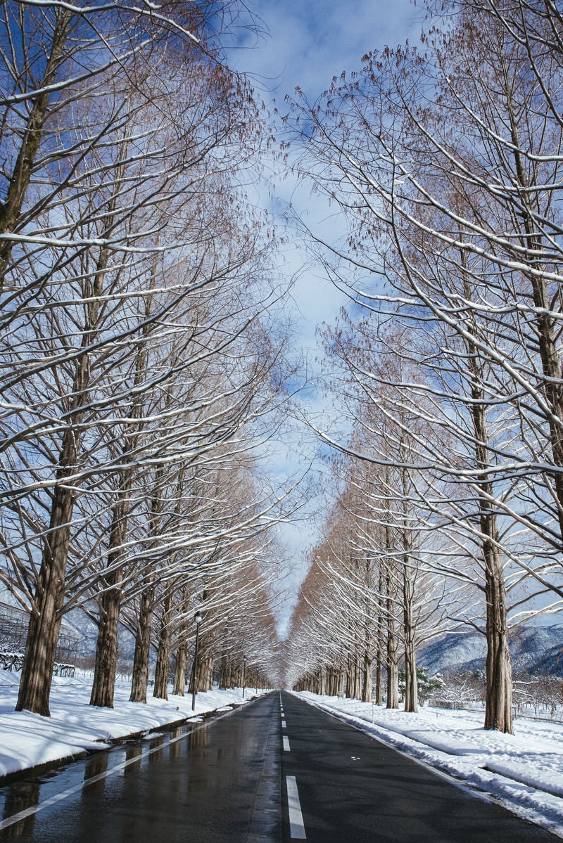 「青空に聳え立つ雪化粧のメタセコイア並木（マキノ高原）」の写真