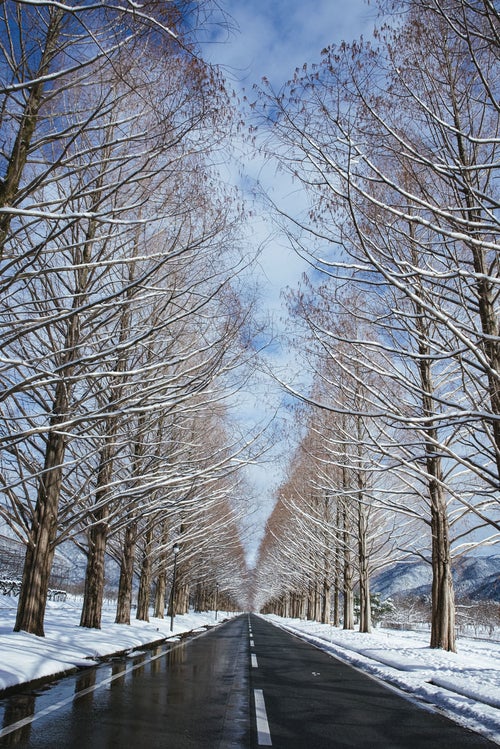 青空に聳え立つ雪化粧のメタセコイア並木（マキノ高原）の写真