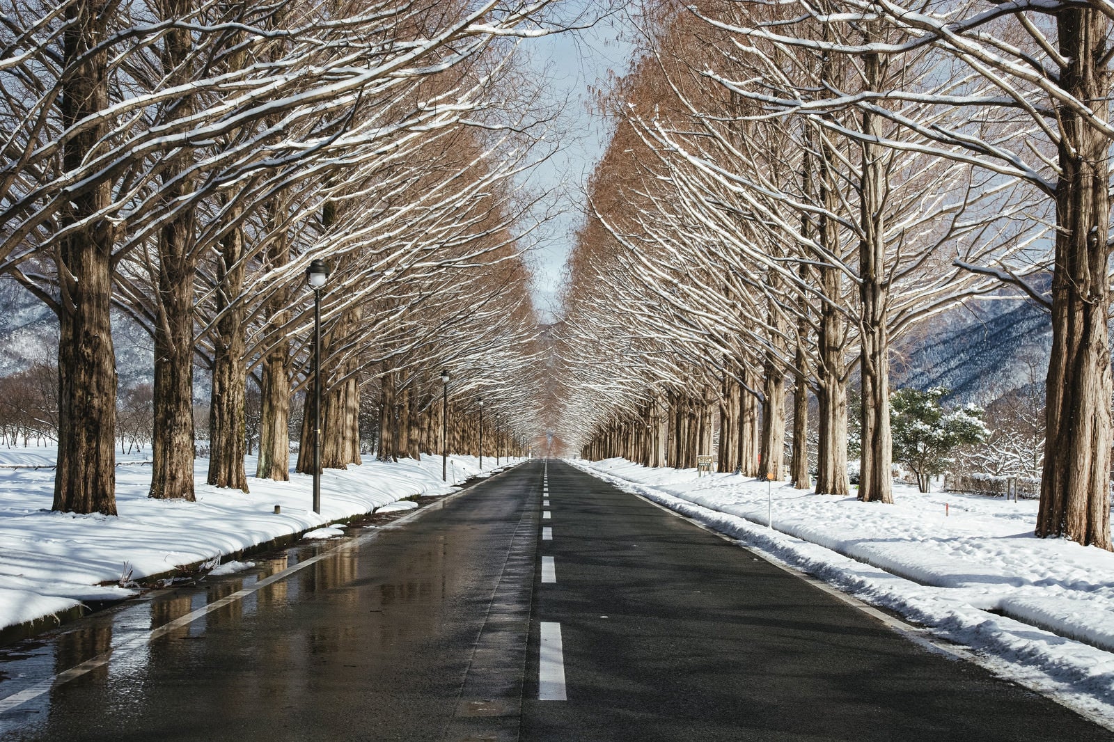 「青空と雪景色に囲まれた並木道（マキノ高原）」の写真