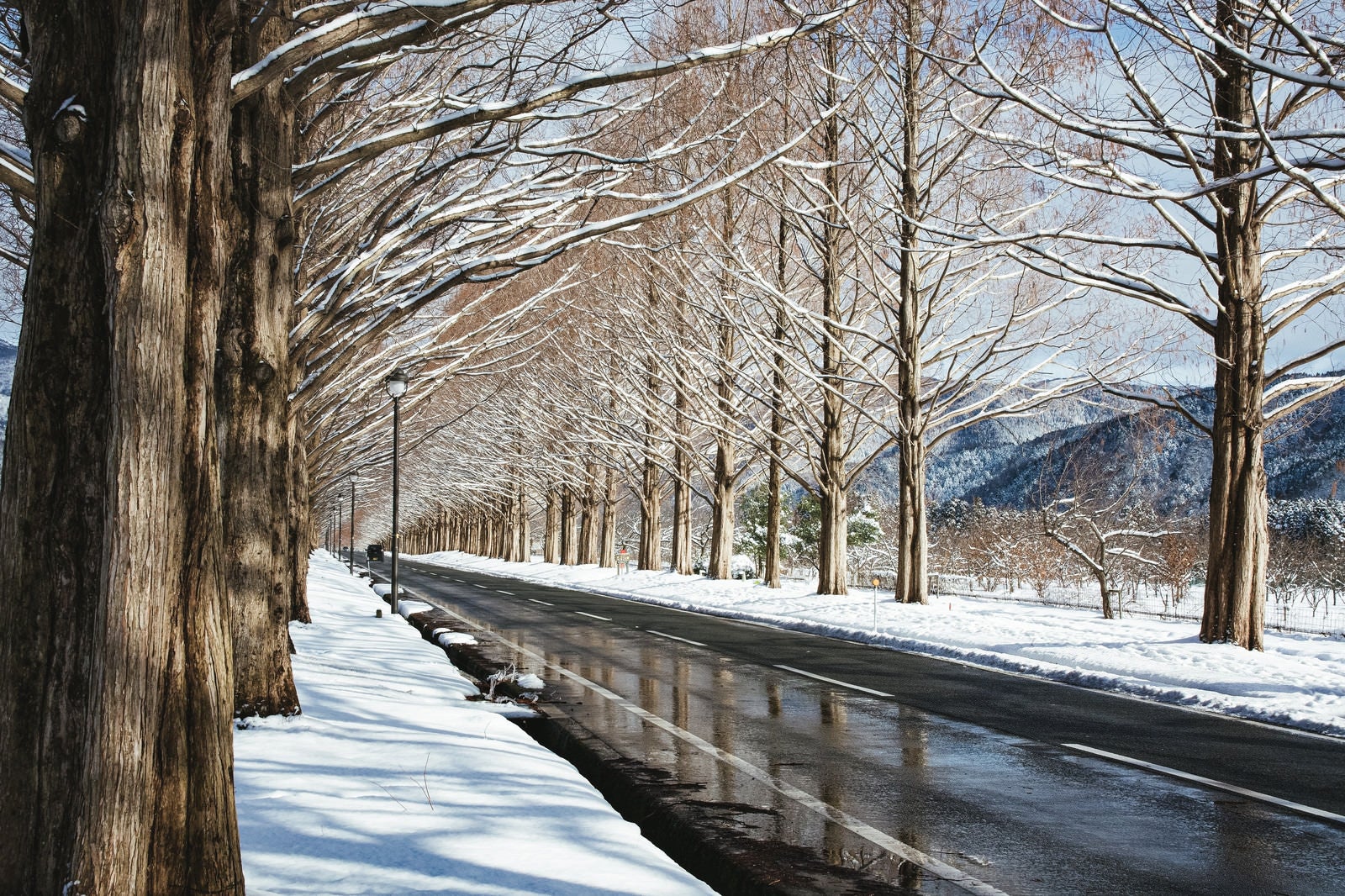「路面に反射するメタセコイア並木（滋賀県高島市マキノ町）」の写真