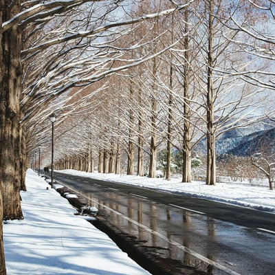 路面に反射するメタセコイア並木（滋賀県高島市マキノ町）の写真
