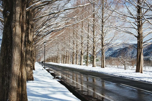 路面に反射するメタセコイア並木（滋賀県高島市マキノ町）の写真