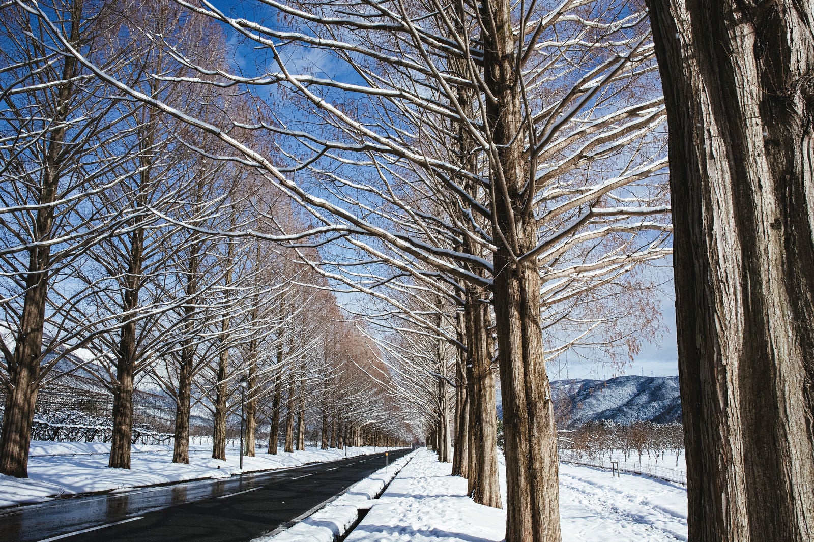 「青空がのぞく雪景色の並木道（滋賀県高島市マキノ町）」の写真