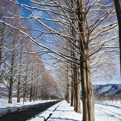 青空がのぞく雪景色の並木道（滋賀県高島市マキノ町）の写真