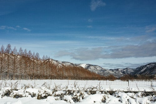 雪景色のメタセコイア並木と山並み（滋賀県高島市マキノ町）の写真