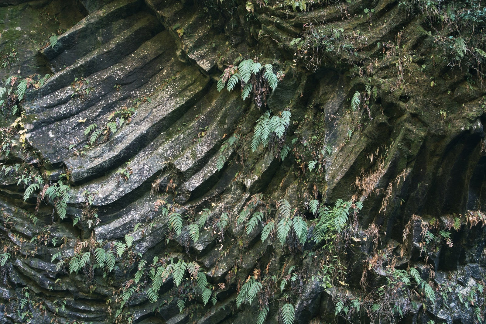 「柱状節理の岩壁（宮崎県・高千穂峡）」の写真