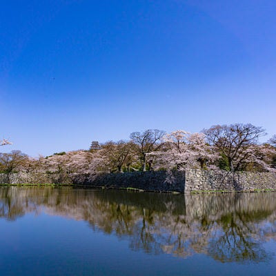 中堀越しに見る石垣と桜に囲まれた西の丸三重櫓と木陰の彦根城天守の写真