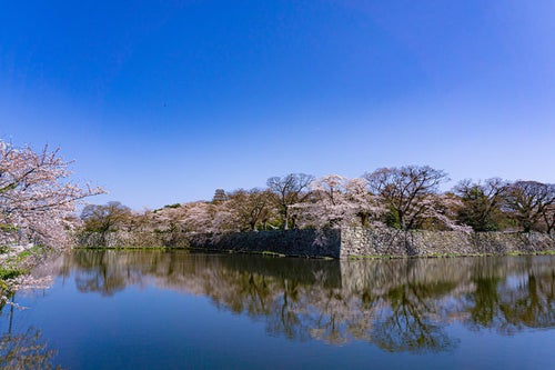 中堀越しに見る石垣と桜に囲まれた西の丸三重櫓と木陰の彦根城天守の写真