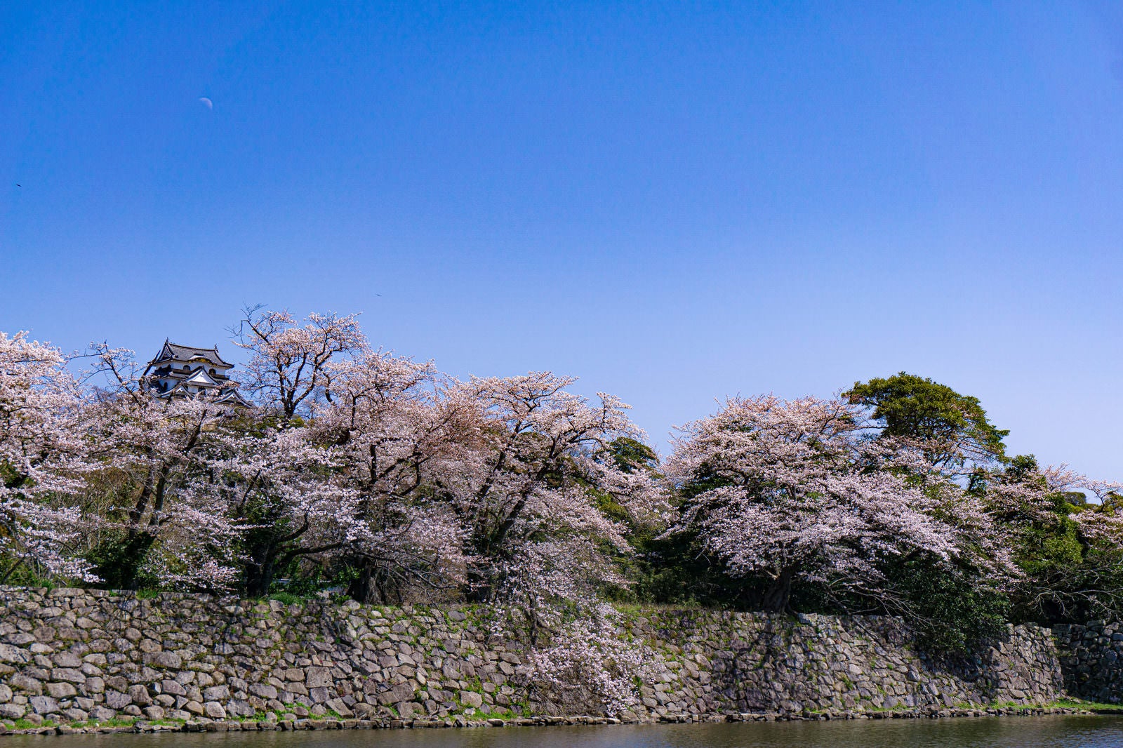 「桜の上に見える彦根城天守とその頭上に残る朝の月」の写真