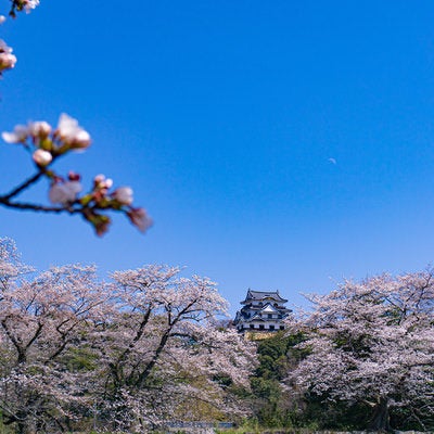 中堀のほとりから見る桜と彦根城天守の写真