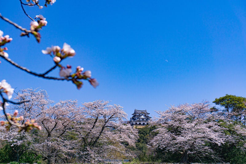 中堀のほとりから見る桜と彦根城天守