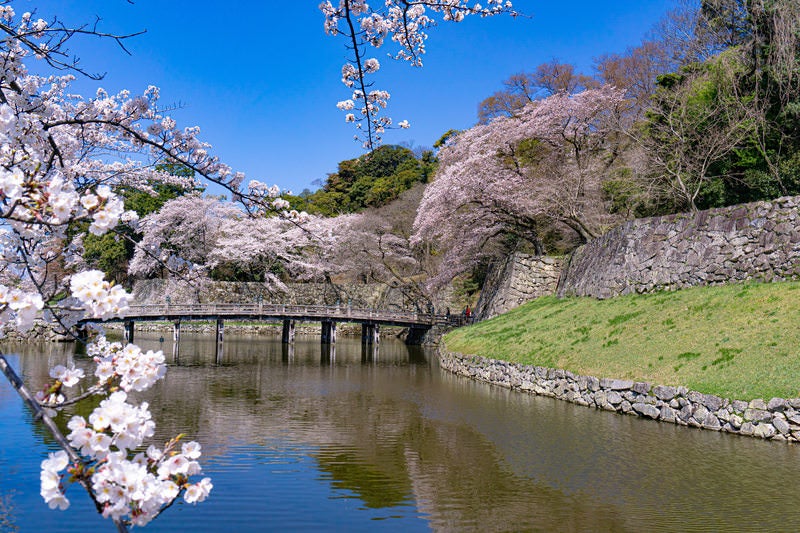 彦根城の内堀とそこにかかる大手門橋を飾る桜