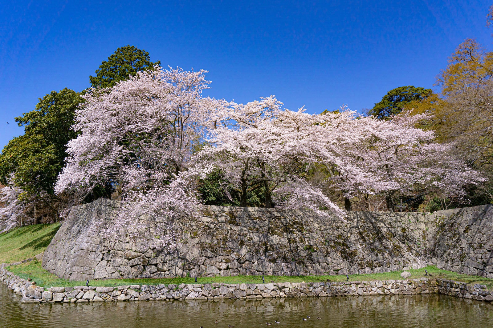 青空を背景に、城の石垣の上で満開に咲く白い桜の花