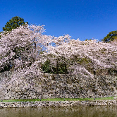 城跡の石垣に咲き誇る春の満開桜（彦根城）の写真
