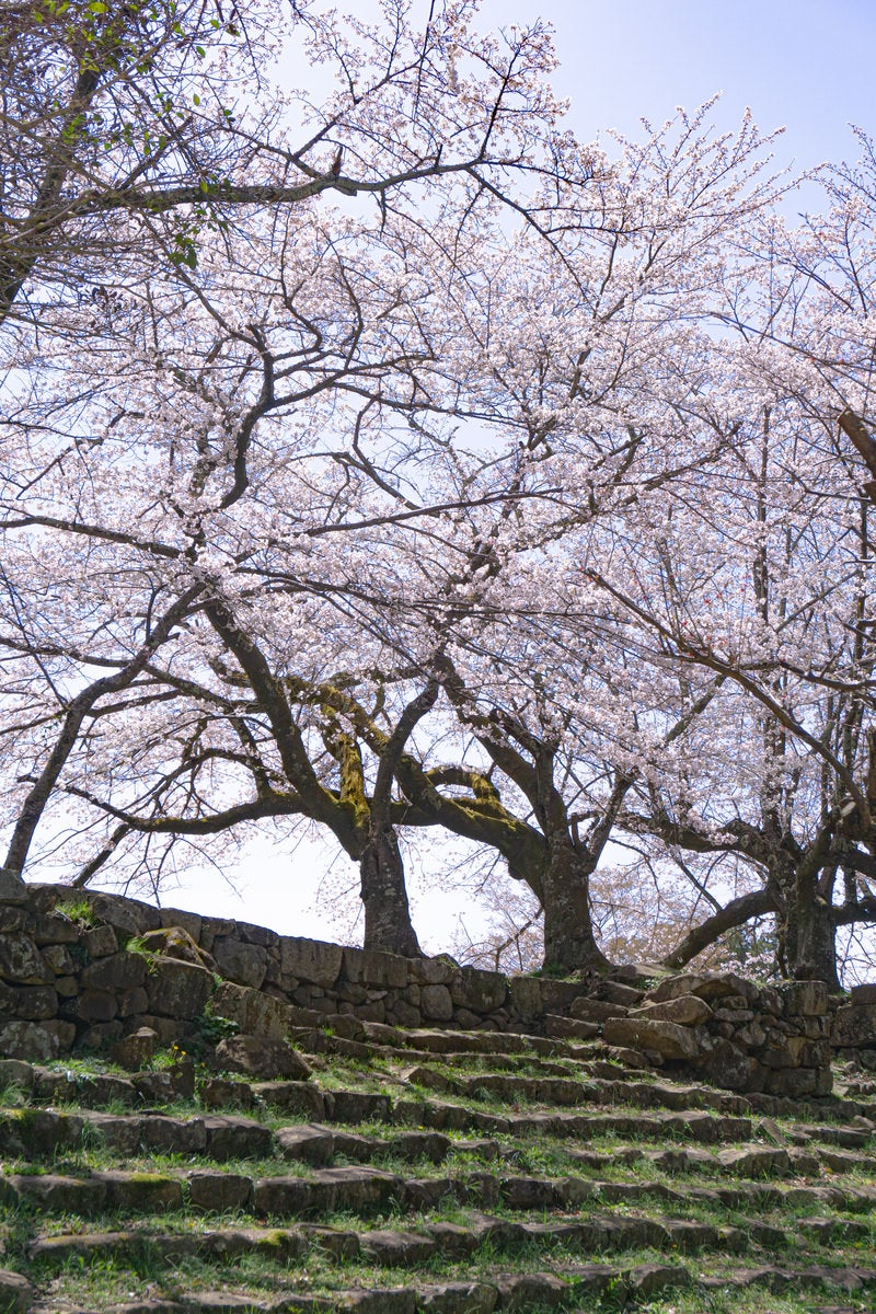 「石段の上の桜」の写真