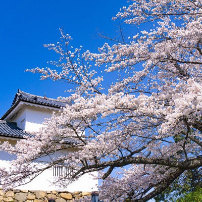 彦根城天秤櫓と桜の写真