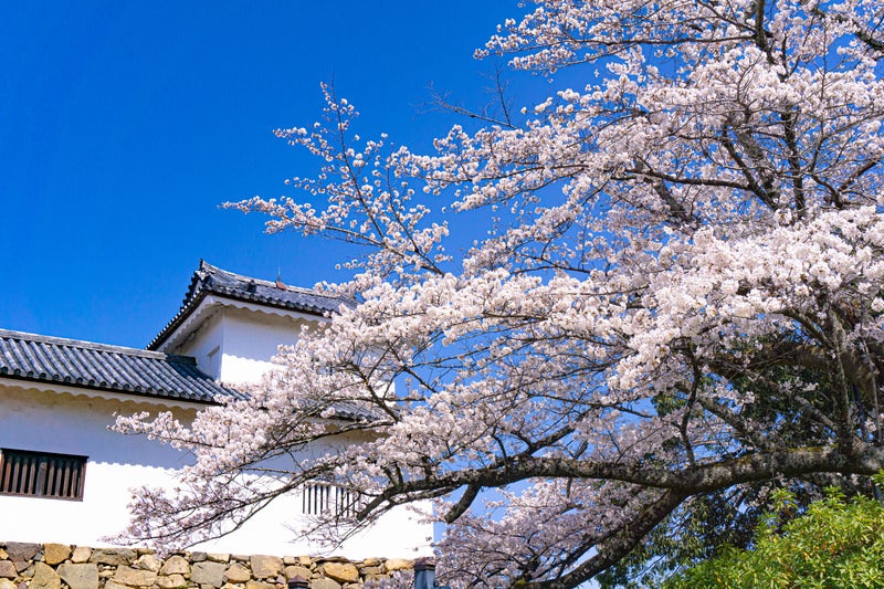彦根城天秤櫓と桜