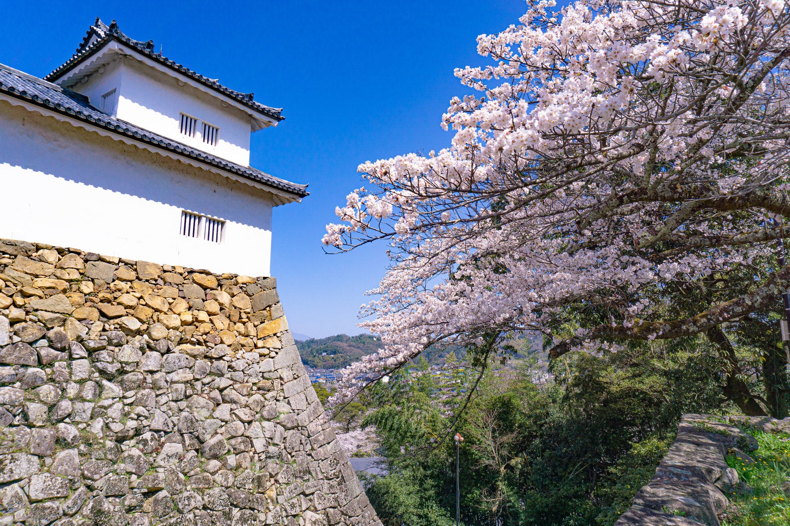 「廊下橋から見る桜と天秤櫓と土台の石垣」の写真