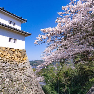 廊下橋から見る桜と天秤櫓と土台の石垣の写真