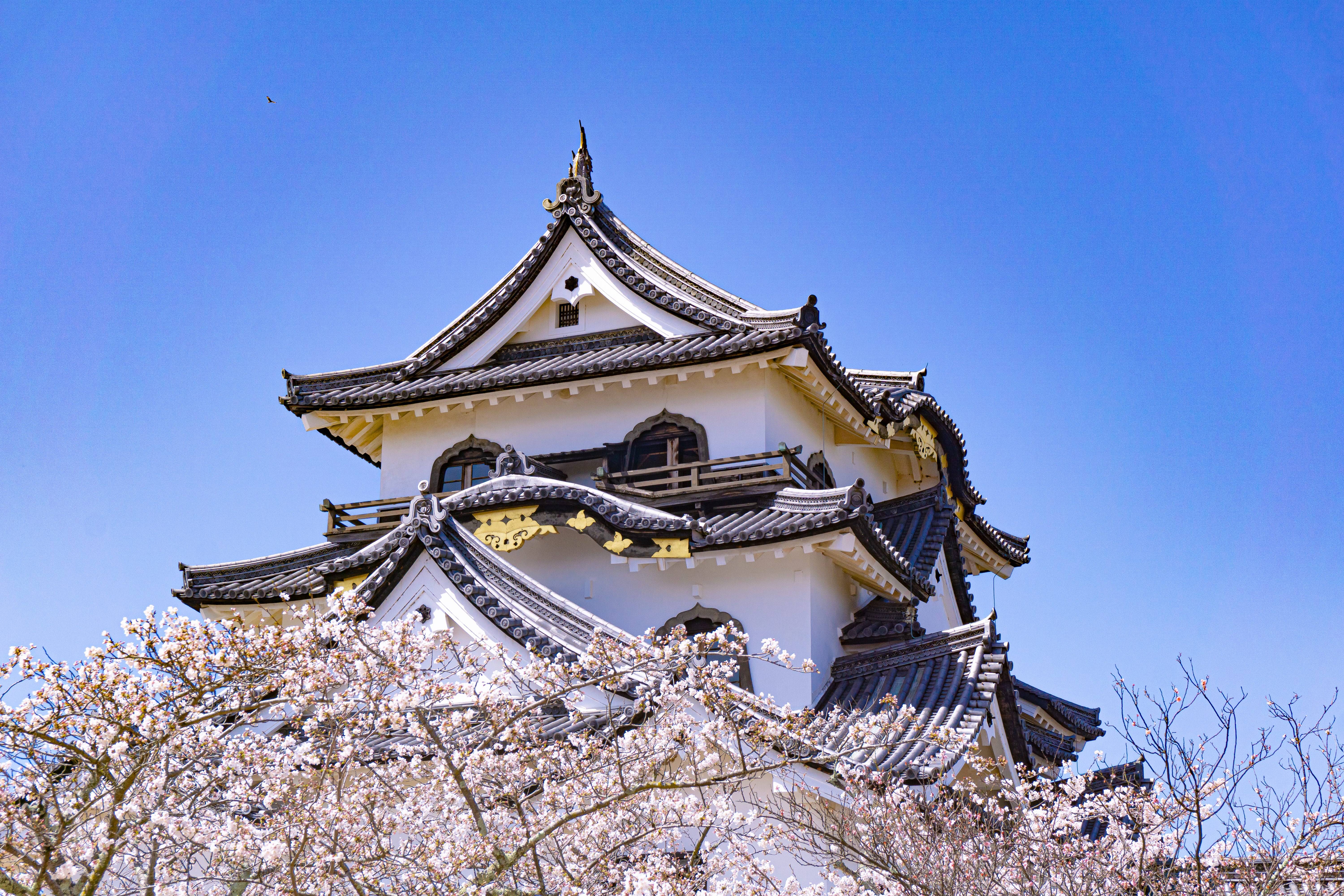 桜の上にその姿を見せる彦根城天守の無料の写真素材 - ID.86103