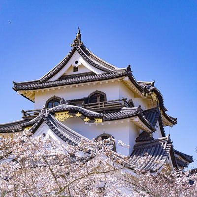 桜の上にその姿を見せる彦根城天守の写真