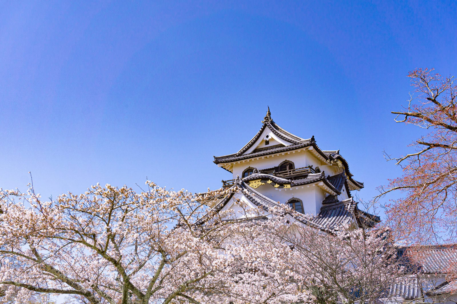 「本丸に咲く桜と彦根城天守」の写真