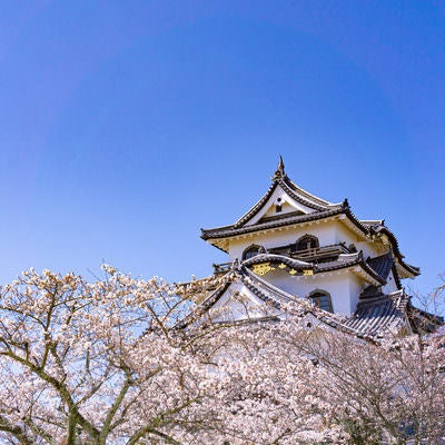 本丸に咲く桜と彦根城天守の写真