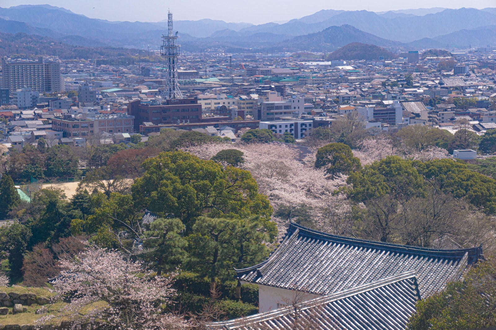 「彦根城天守から望む桜と春霞の城下町」の写真