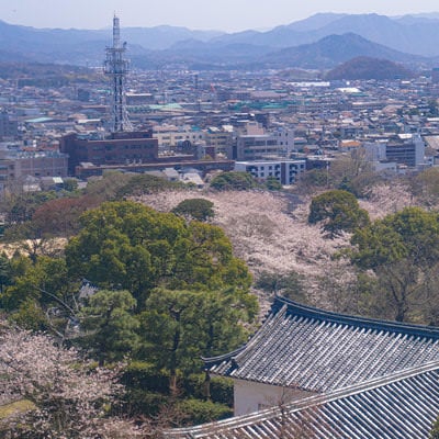 彦根城天守から望む桜と春霞の城下町の写真