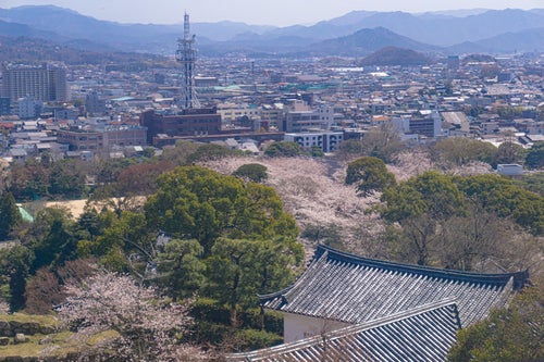 彦根城天守から望む桜と春霞の城下町の写真