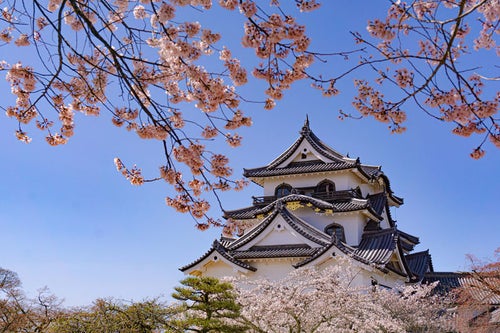 国宝彦根城天守を彩る春の写真